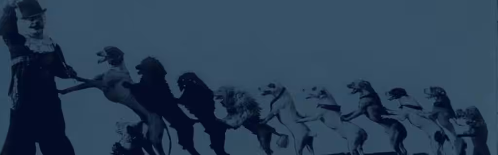 A black and white photo of a group of dogs standing in a line on a web design brisbane website.