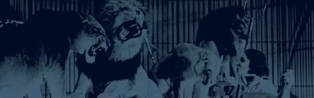 Strong digital vintage circus image of lions